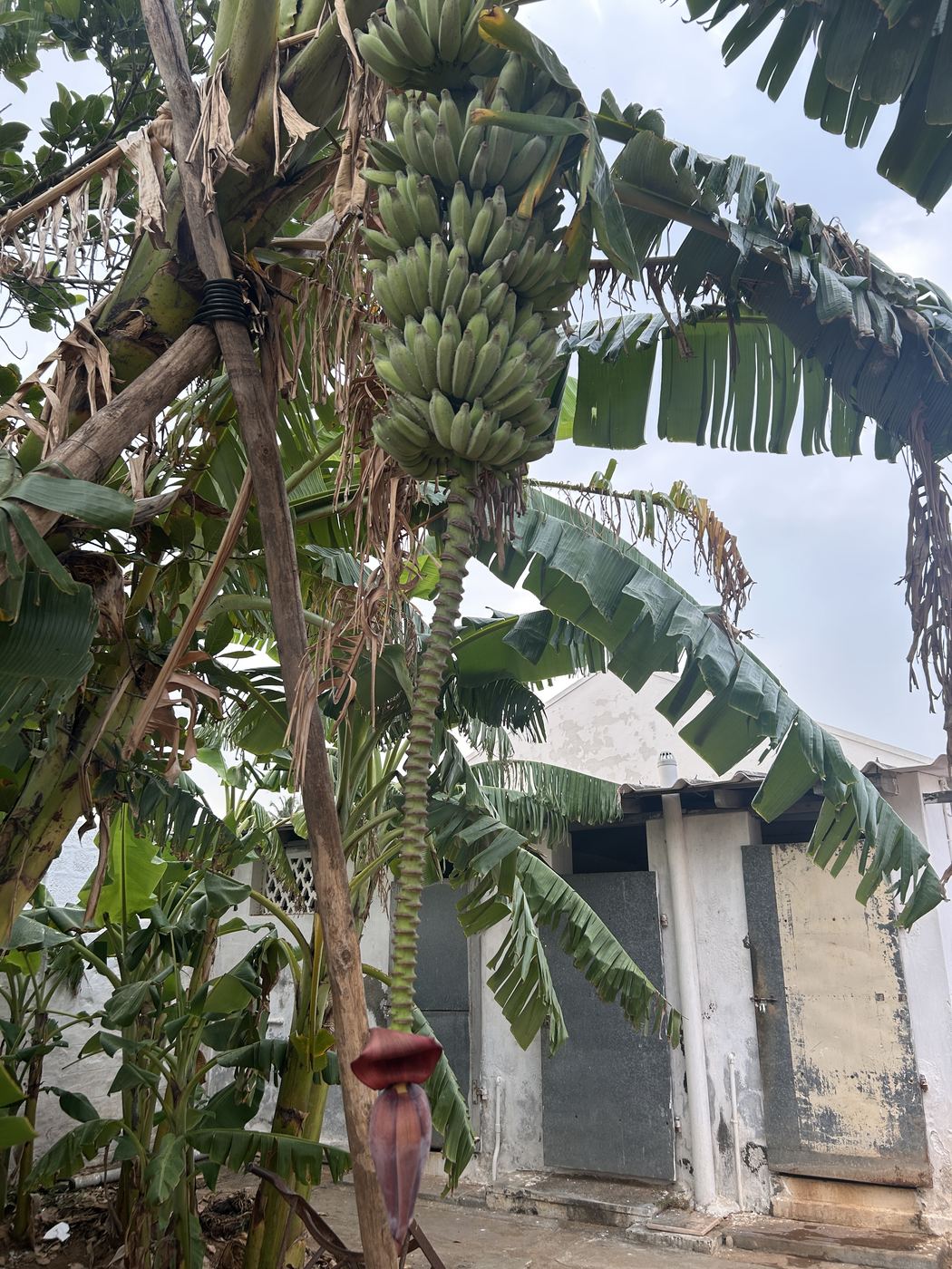 A banana plant heavy with green fruit and a hanging flower