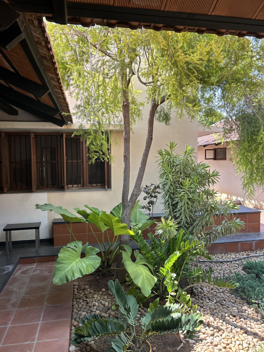Elephant-ear leaves and greenery in a South Indian courtyard garden