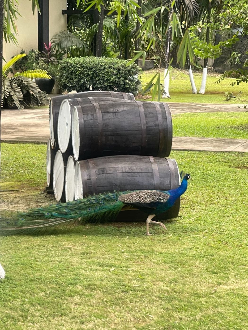 A peacock walking past old barrels on a Jamaican estate lawn