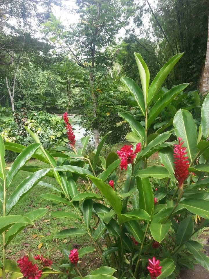 Red ginger lilies in a lush Jamaican garden