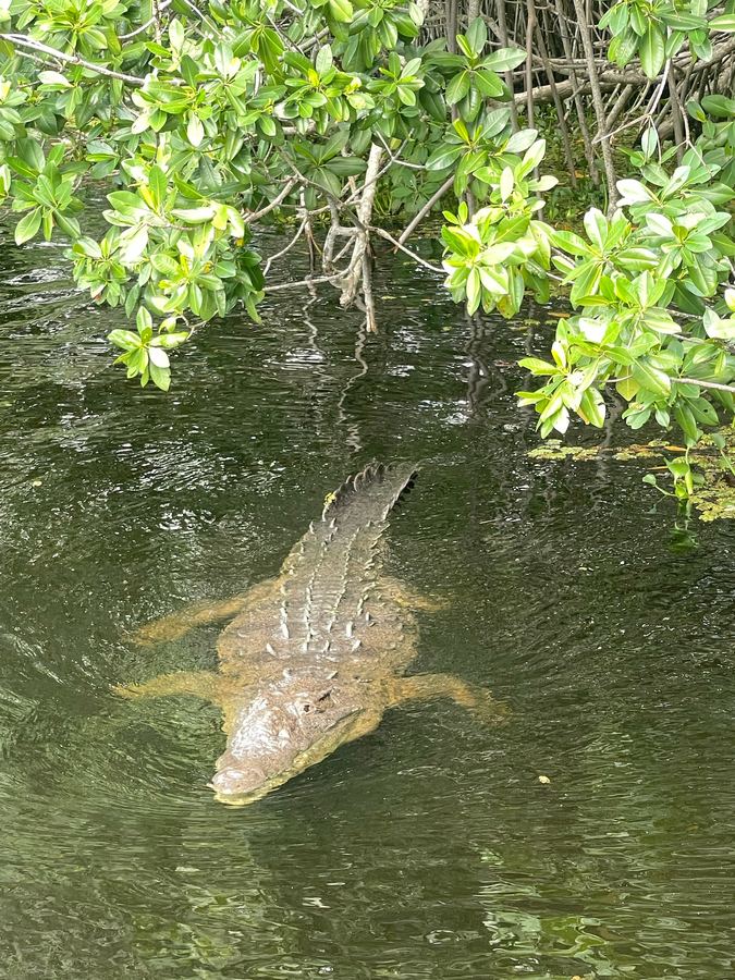 A crocodile gliding under mangroves