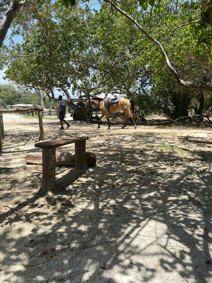 A horse led beneath shady trees near the beach