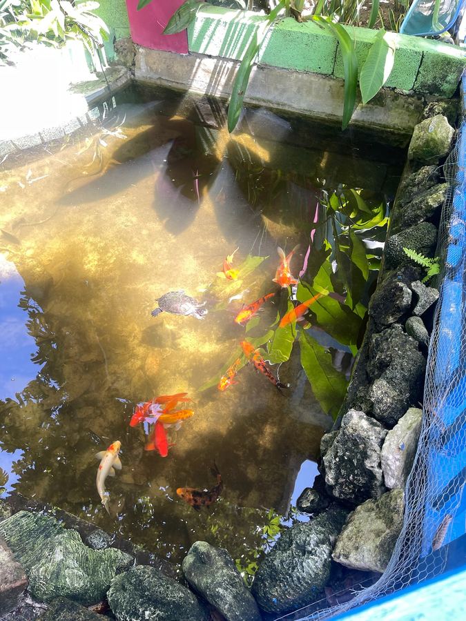 Koi in a sunlit garden pond