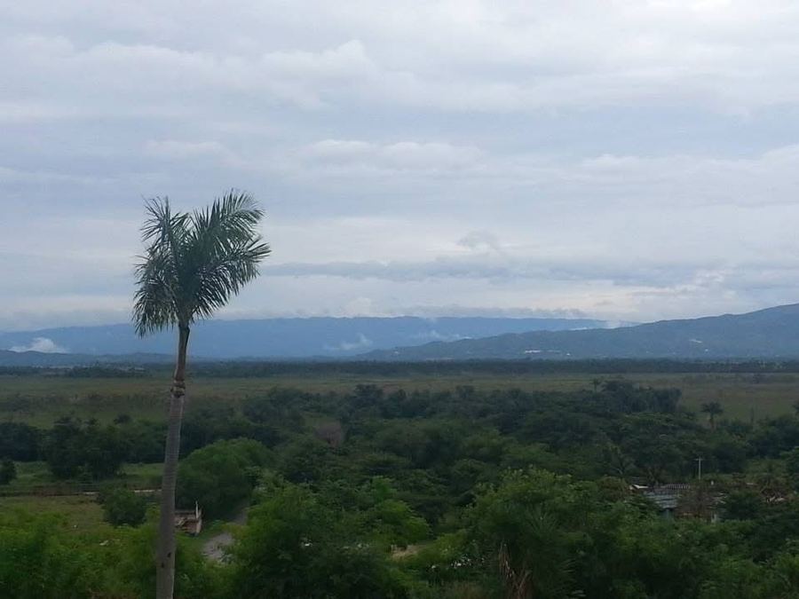 A lone palm above a green valley under soft cloud
